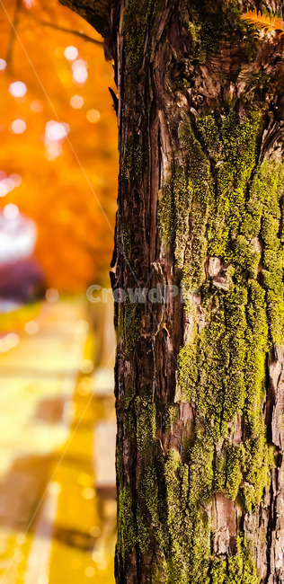 가을,나무,이끼,우드,autum,fall,tree