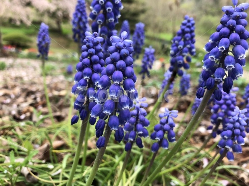 보라색,꽃,flower,봄,땅