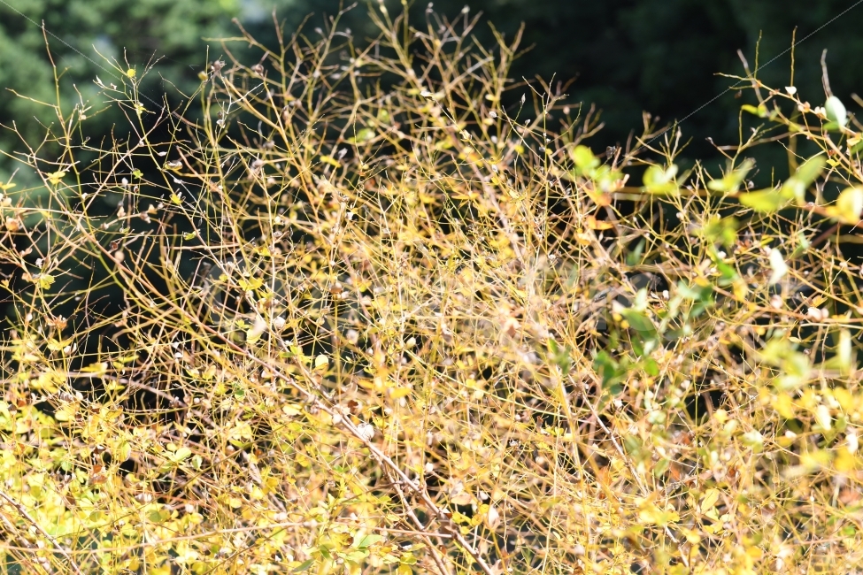 가을,꽃,풍경,신선,노란꽃,화사한,단풍,식물,자연,plants,nature