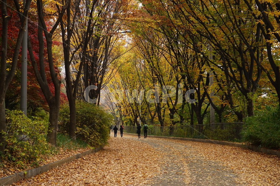 안산,자락길,가을,자연,낙엽,고엽,산책,forest,woods,nature,fallenleaves,sentiment,solitary,friend,힐링,휴식,시원함,고요함,healing,relaxation,cool,calm,느낌,감성,가을풍경,산책길,숲터널,산책로,느티나무,가을숲길,배경화면,배경,배경사진,가을,계절,fall,autumn,season,자연,풍경,nature,landscape,gravel,자갈,road,도로,dirt road,흙길,tree,나무,plant,식물,tree trunk,나무 줄기,ground,바닥