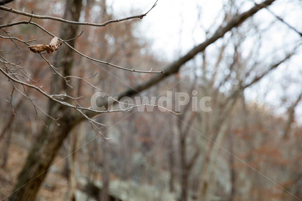 마지막잎새,낙엽,겨울,바람,자연,겨울,계절,winter,season,식물,자연,plants,nature