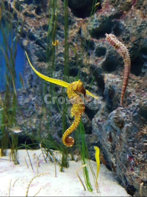 해마,물속,hippocampus,underwater,어류
