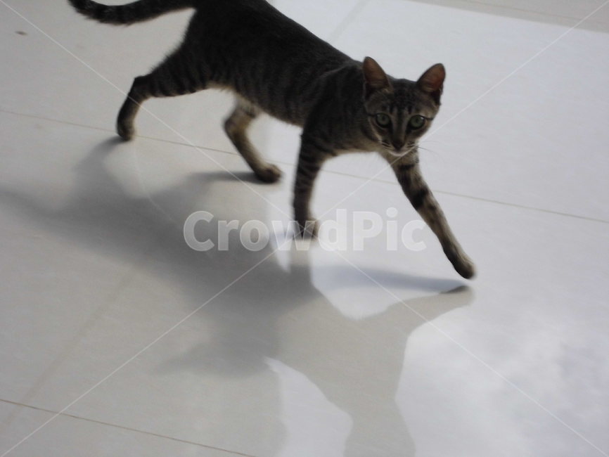 고양이,냥냥,고양님,캣,동물,동물,animal,포유류,mammal,고양이,cat,kitten,kitty