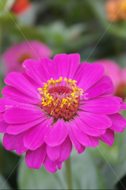 백일홍,초롱꽃목,국화과,한해살이풀,꽃,flower,식물도감,plant,beautiful,zinniaelegans,개량,식물,순수,pure,감성,꽃줄기,총포조각,7월,순결,핑크,퍼플,속씨식물,쌍떡잎,들꽃,illustrated plant book,꽃잎,내화피,암술,꽃밥,화관,갈래꽃,통꽃,수분,花冠,petal,內花被,외화피,꽃가루,충매화,돌려나기,방사대칭,양성화,화엽,꽃대,노란꽃,노란색,yellow,식물,자연,plants,nature,꽃,flower