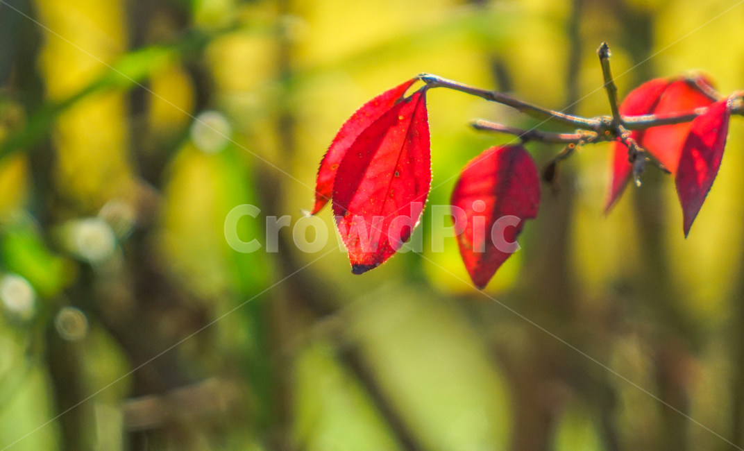 단풍,나무잎,잎새,가을,식물,감성,자연,가을,계절,fall,autumn,season,식물,자연,plants,nature,veins,정맥,plant,leaf,잎