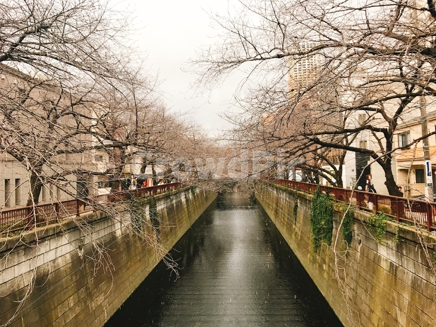 풍경,강,겨울,눈,나무,winter,trees,wood,season,계절,일본,japan