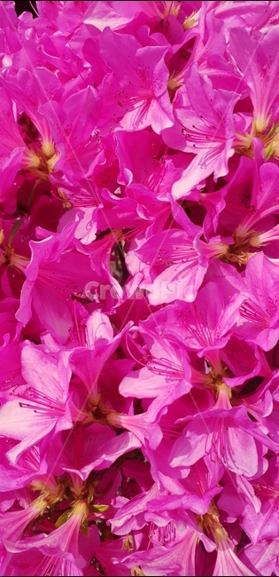 철죽꽃,핑크꽃,봄꽃,화려한꽃,핑크핑크,꽃,flower