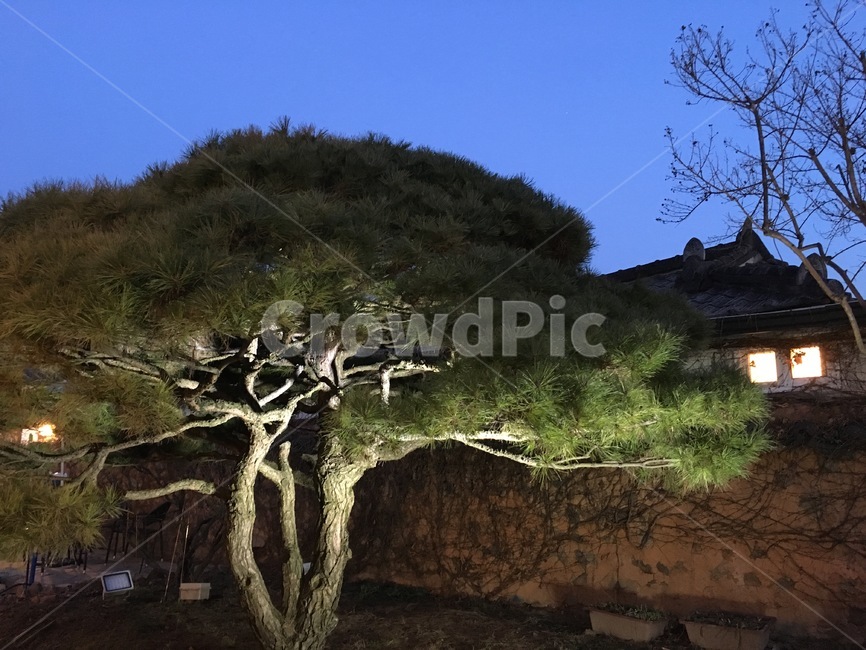 전주,겨울,소나무,초저녁,한옥,나무,저녁,jeonju,winter,pine,tree,evening