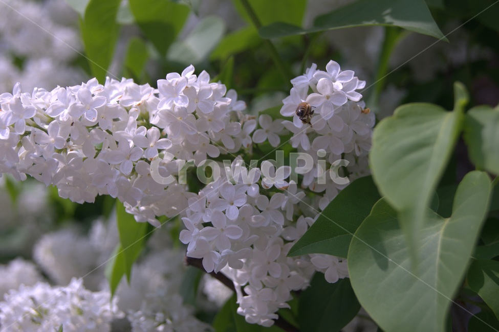 수국,꽃,식물,자연,야생화,들꽃,plant,blossom,flower,flowers,nature,벌,bee,식물,자연,plants,nature,꽃,flower