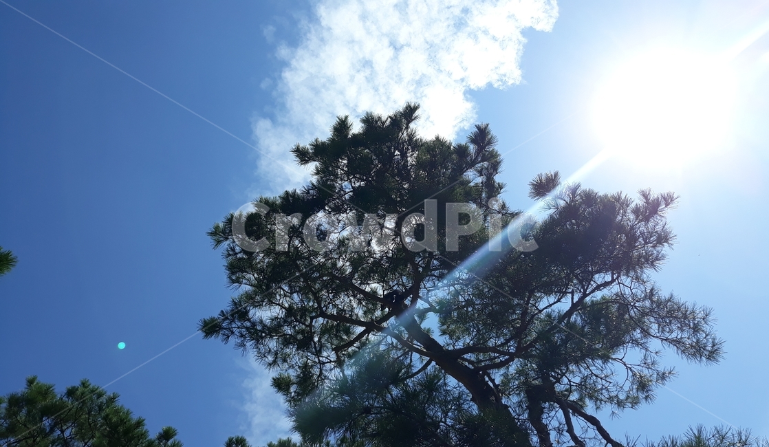 plant,식물,나무,tree,햇빛,sunlight,빛,light,소나무,자연,nature,파란하늘,하얀구름