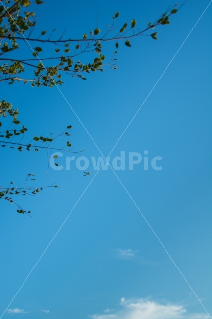 하늘,달,비행기,나무,풍경,구름,moon,감성,글귀,자연,자연,풍경,nature,landscape