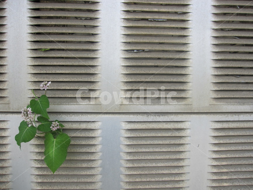 담벼락,담,벽,담쟁이,덩굴,식물,잎사귀,leaf,ivy,잎,담쟁이덩굴,자연,회색,초록,식물,자연,plants,nature,꽃,flower,건축물,건물외관,exterior,building,structure,architecture,construction