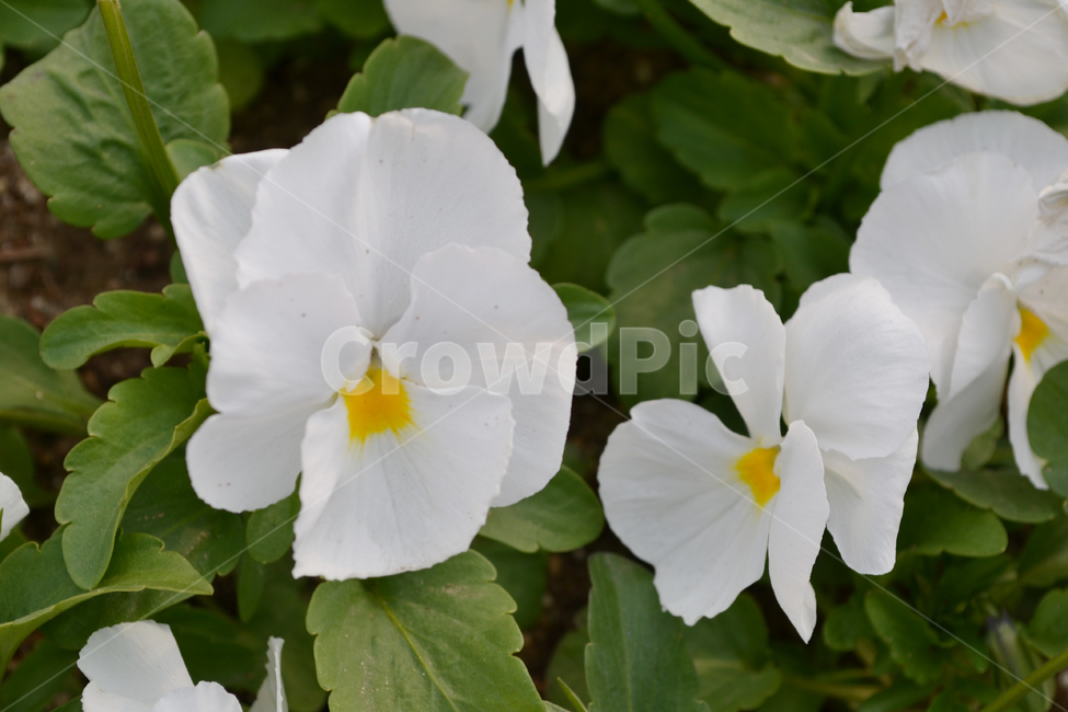 꽃,자연,식물,팬지,팬지꽃,pansy,flower,식물,자연,plants,nature,꽃,flower