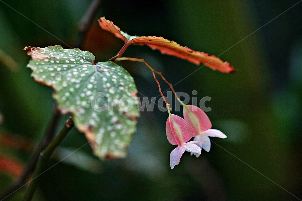 꽃,식물,봄,공원,플라워,아름다운,식물,자연,plants,nature,꽃,flower