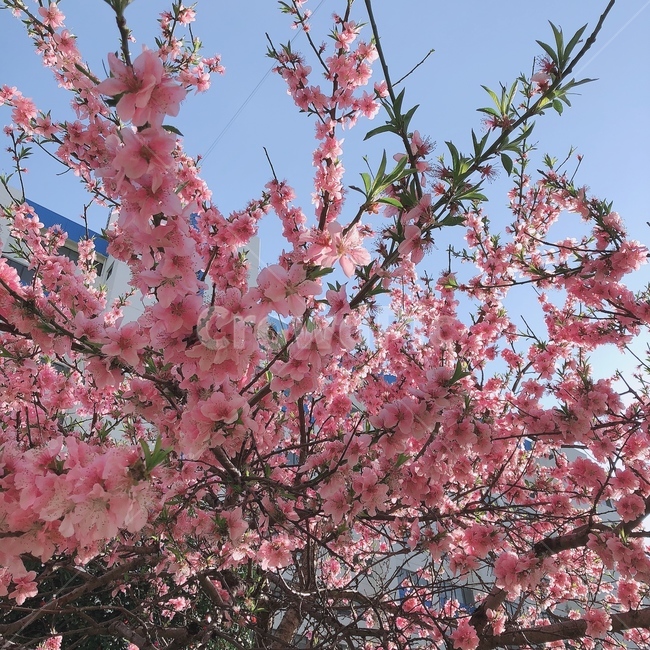 flower,꽃,식물,plant,anumeflower,매화