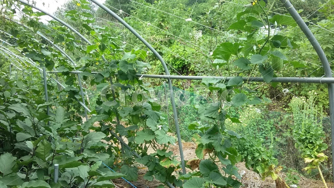 식물,야채,식품,참외,과일,풀
