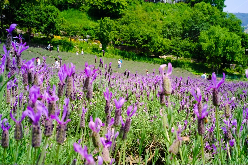 봄,허브,봄꽃,꽃,라벤더,라벤더밭,식물,자연,plants,nature,꽃,flower,사람들,대중,군중,other people,crowd
