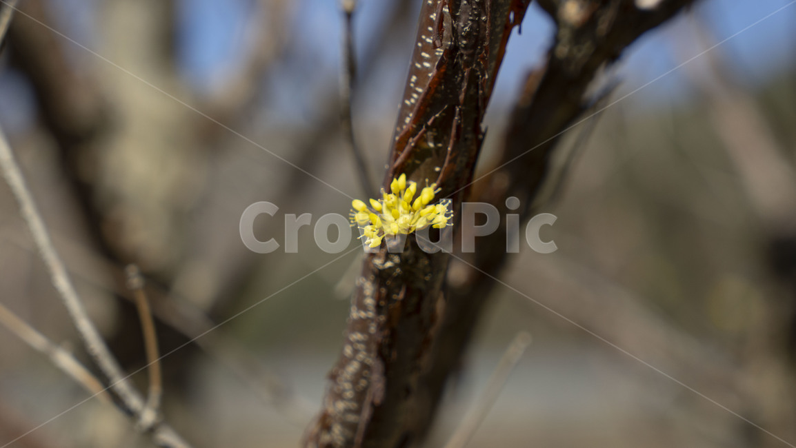 flower,꽃,blossom,plant,식물,산수유,식물,자연,plants,nature
