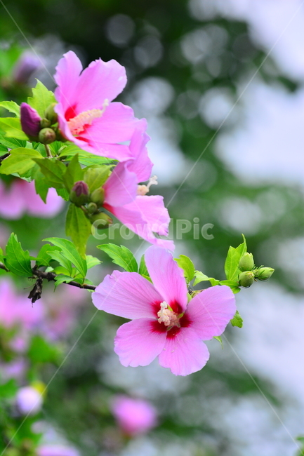 무궁화,나라꽃,꽃,우리꽃,국화,분홍색,핑크색,배경,바탕,백그라운드,flowers,korean,mugunghwa,roseofsharon,hibiscus,식물,나무꽃,아름다움,꽃송이,꽃잎,잎사귀,우리나라꽃,nationalflower,background,plant,blossom,한국적