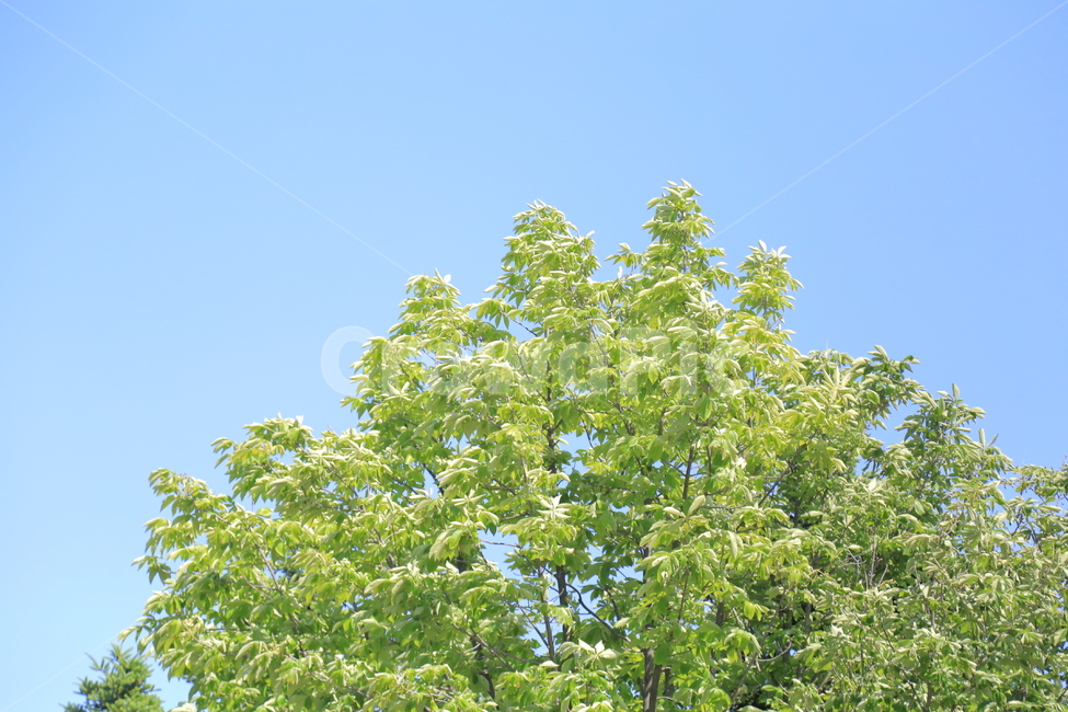 나무,낙엽,나뭇잎,하늘,자연,자연,풍경,nature,landscape,tree,plant,식물