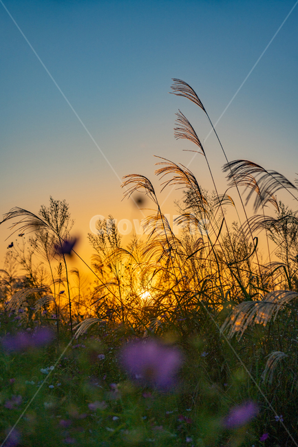 억새,flamegrass,silvergrass,일몰,sunset,sundown,식물,빛,light,자연,자연,풍경,nature,landscape,식물,plants