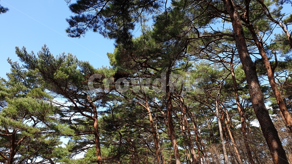 안면도,자연휴양림,소나무,숲,파노라마,풍경,자연,풍경,nature,landscape,나무,trees,wood,tree,plant,식물