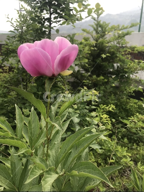 plant,식물,flower,꽃,peony,작약