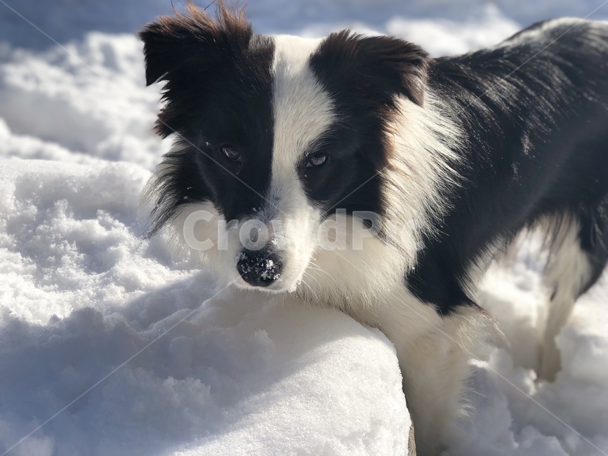 강아지,눈,겨울,개,애완동물,캠핑,snow,dog,pet,겨울,계절,winter,season,동물,animal,포유류,mammal,개,강아지,dog,doggy