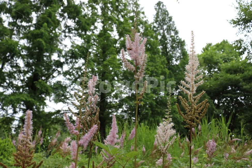 꽃,식물,분홍,초록,자연,flower,plants,pink,green,nature,hana,shokubutsu,pinku,midori,하늘,sky,sora,식물,자연,plants,nature,꽃,flower