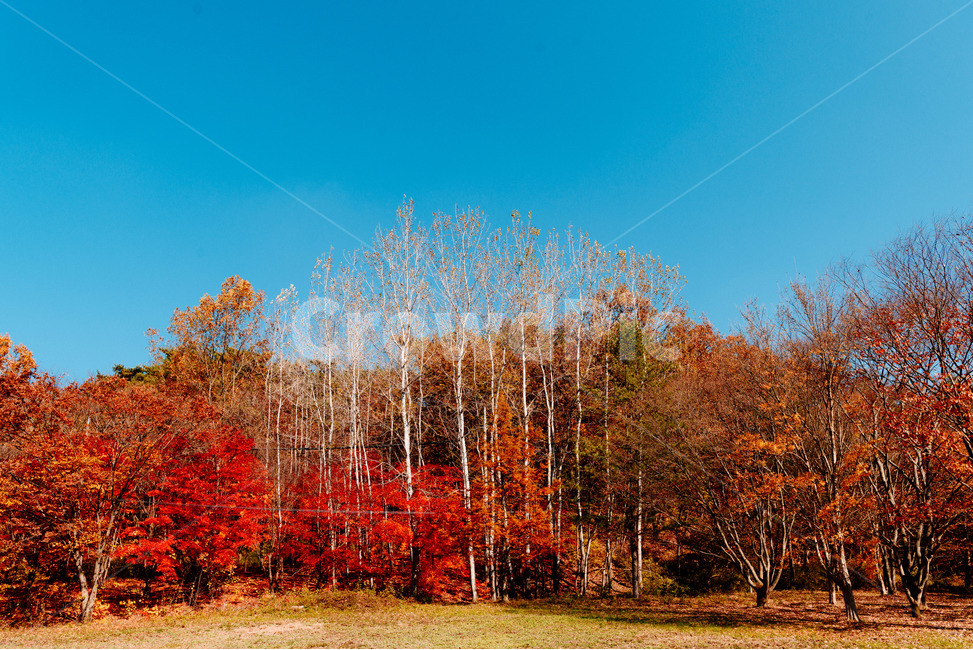 단풍,가을,자연,autumncolours,나무,숲,단풍나무,산,nature,fall,tree,autumn,가을,계절,fall,autumn,season,plant,식물