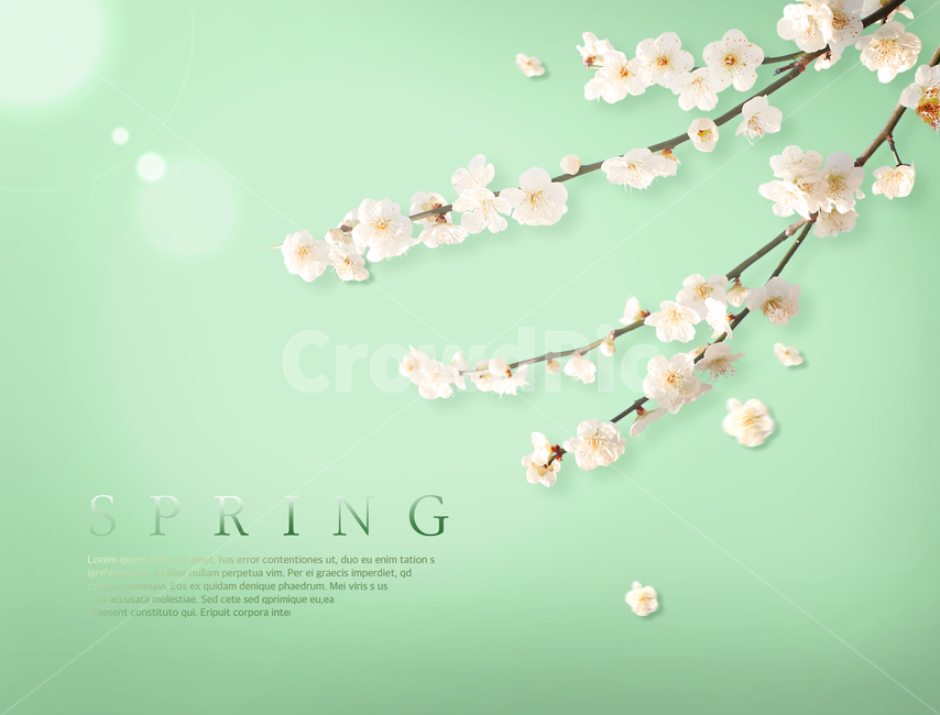 꽃,꽃잎,매화,봄꽃,봄,표지,전단지,브로슈어,카달로그,봄,계절,spring,season,식물,자연,plants,nature,꽃,flower,그래픽,일러스트레이션,graphic,illustration,plant,blossom