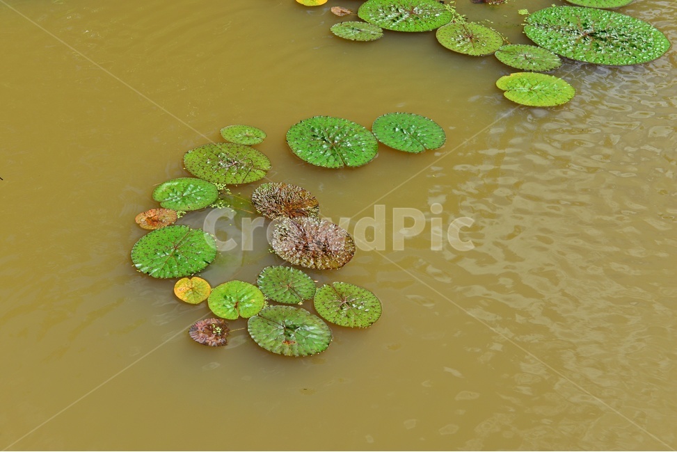 plant,식물,flower,blossom,꽃,leaf,잎,outdoors,옥외,nature,자연,수련,연잎,연못,물