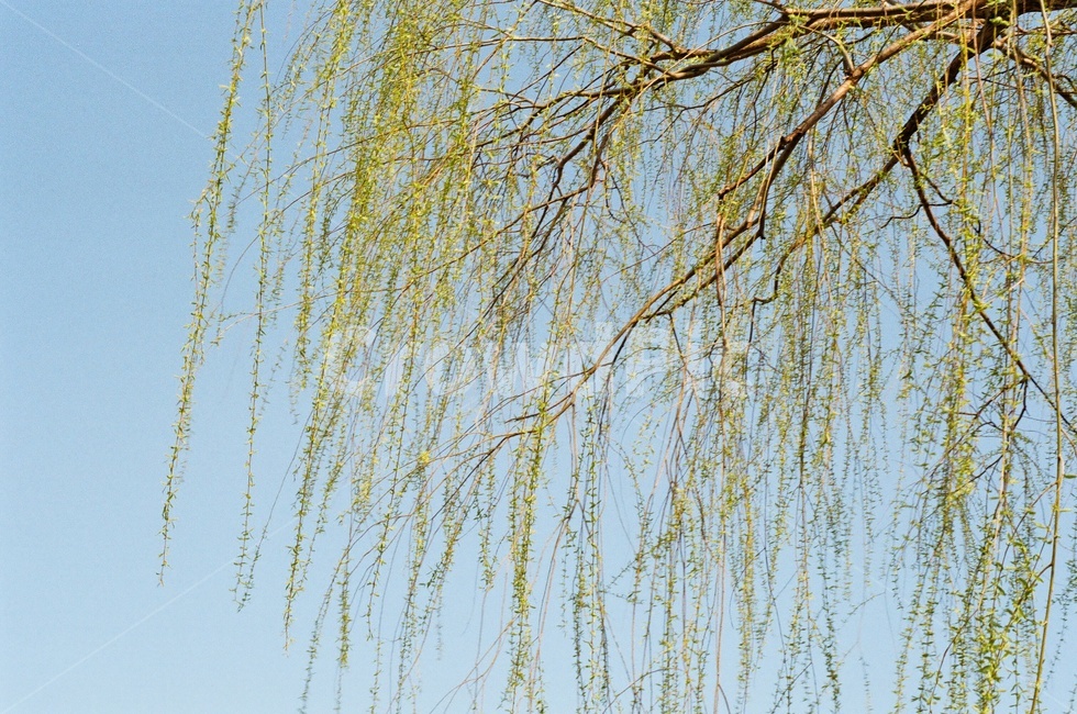 나무,하늘,공원,봄,수목원,식물,자연,plants,nature,나무,trees,wood