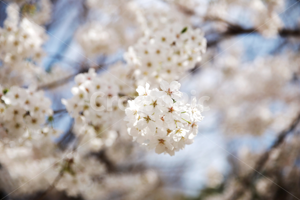 벚꽃,봄,하늘,나무,구름,맑은,plant,식물,flower,꽃,blossom