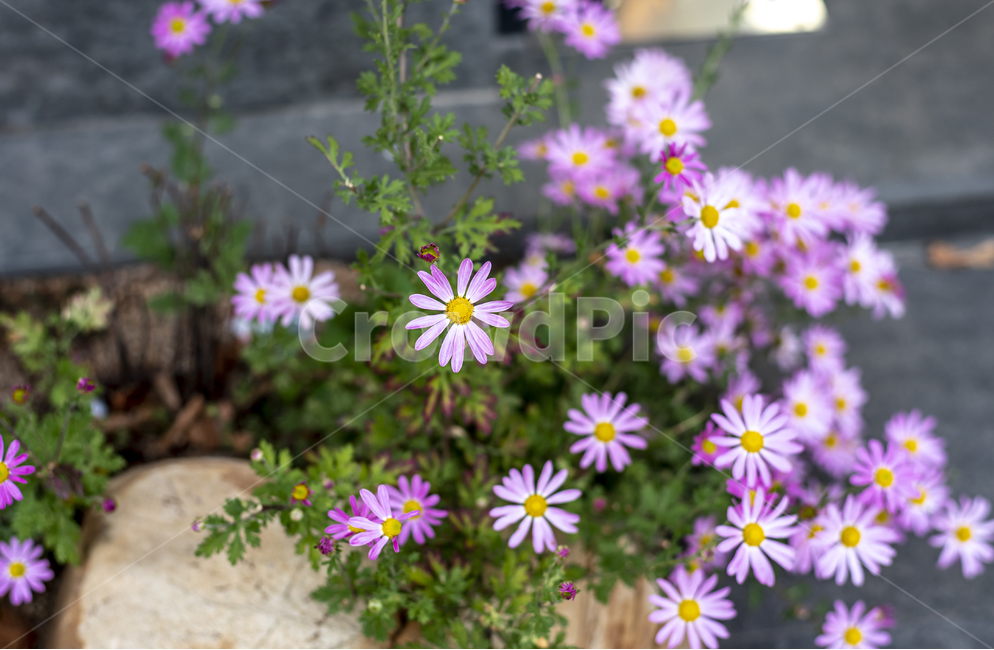 아스타,보라색,이쁘다,가을,식물,plant,asteraceae,국화과,flower,blossom,꽃,petal,꽃잎,식물,자연,plants,nature,꽃,flower