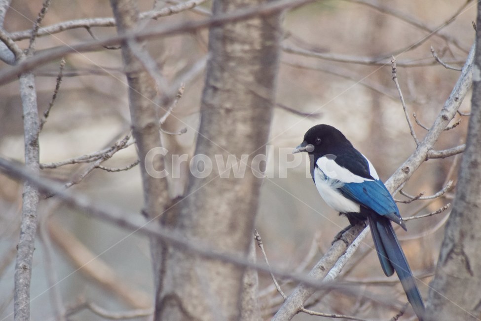 까치,새,조류,감성사진,자연,동물,animal,조류,새,birds