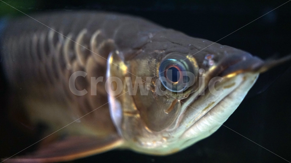 물고기,잉어,열대어,붕어,생선,어류,수족관,낙시,fish,어항,금붕어,수산,해양,바다,생물,동물,물속,바다속,바닷속,animal,수중,생명,자연,nature,물결,동물,animal,어류,물고기,fish