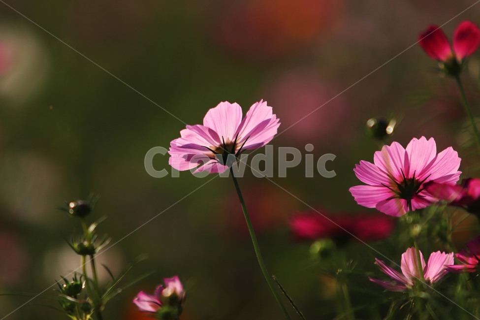 plant,식물,꽃,flower,코스모스,식물,자연,plants,nature,꽃,flower