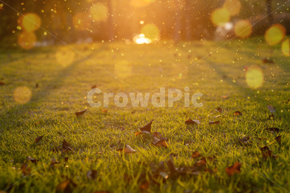 ground,leaf,flare,plant,식물,가을,배경,노을autumn,background,beautiful,beauty,bokeh,bright,color,colorful,day,dry,environment,fall,field,floral,glow,golden,grass,green,instragram,landscape,lawn,light,maple,morning,natural,nature,nobody,november,october,outdoor,outside,park,photo,red,scenic,season,sun,sunburst,sunny,sunrise,sunset,sunshine,texture,tree,wallpaper,yellow,가을,계절,fall,autumn,season,식물,자연,plants,nature,잎,빛,플레어,바닥