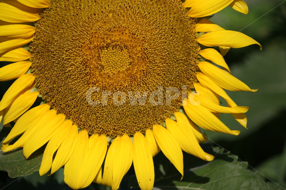 해바라기,식물,자연,노란색,plant,flower,꽃,blossom,해바라기씨,꽃잎,yellow,여름,계절,summer,season,식물,자연,plants,nature,꽃,flower