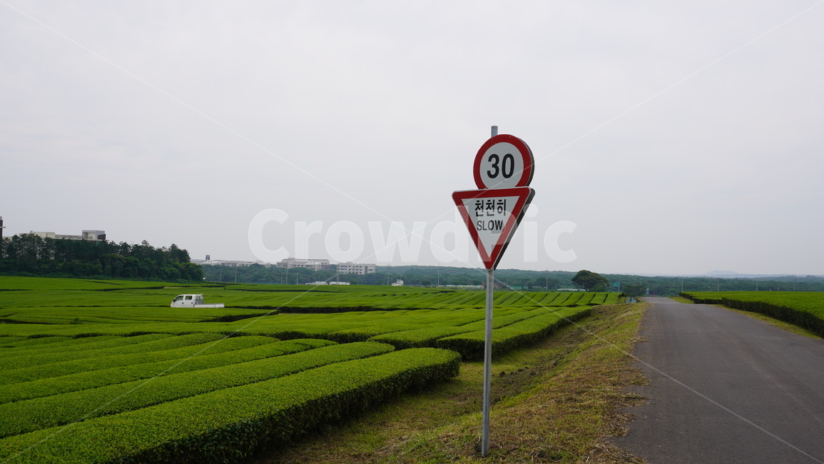 녹차밭,표지판,천천히,자연,아스팔트,교통,교통수단,traffic,transportation