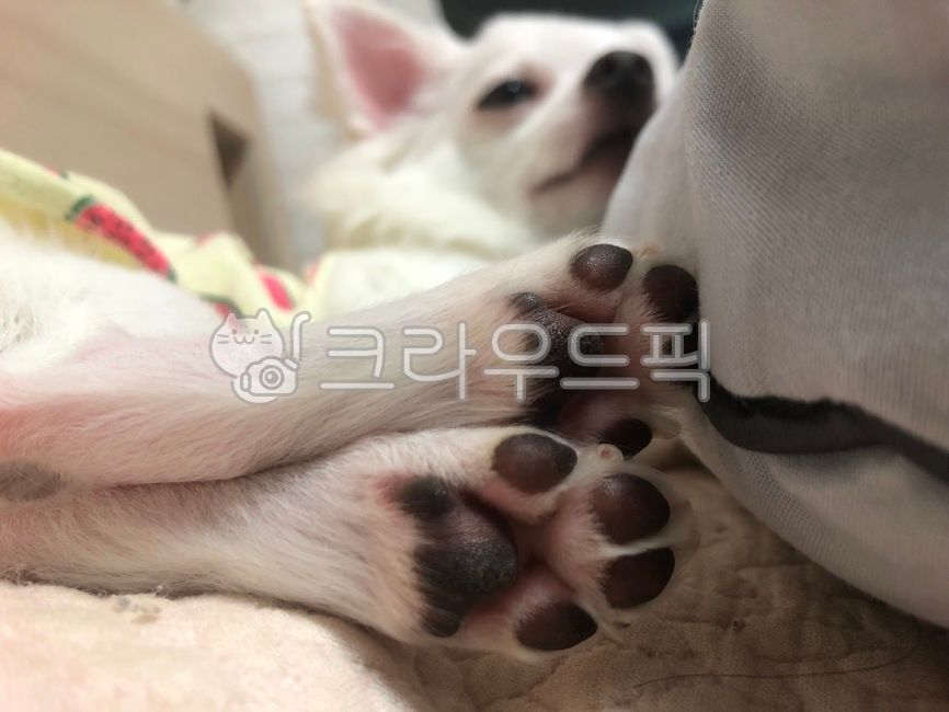 sole,pretty puppy,white puppy,cute,Cute puppy,chihuahua,puppy,pet dog,dog,pet,white chihuahua