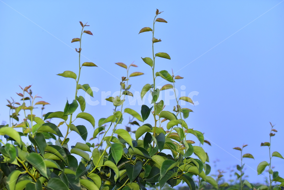 배,배밭,배농사,푸른하늘,잎사귀,줄기,배줄기,배잎사귀,pear,field,farming,배잎,잎