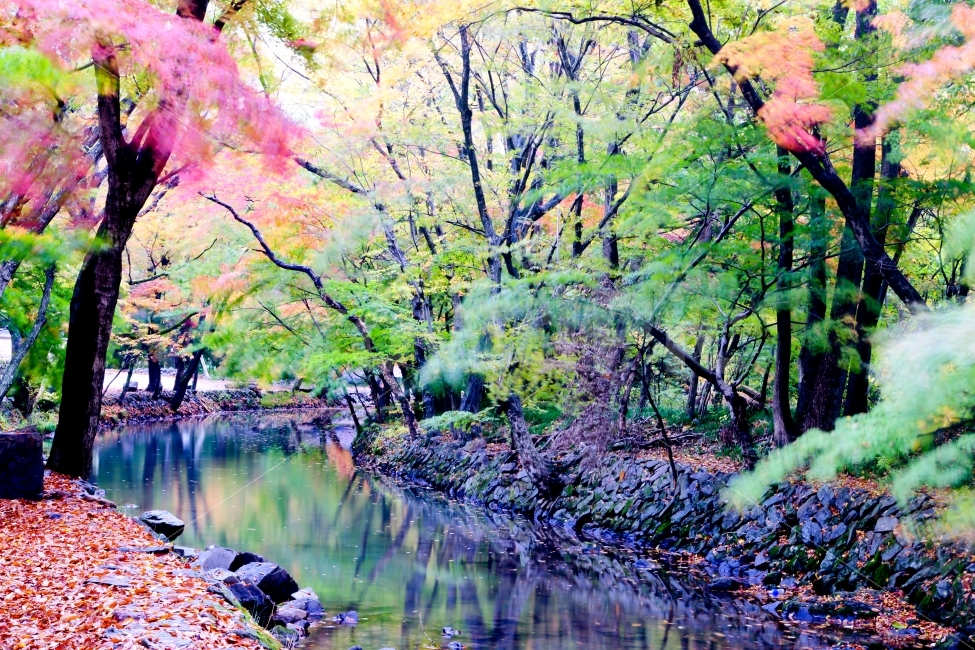 고창,선운사,도솔천,가을,만추,가을비,바람,낙옆,계곡,단풍,반영,자연,풍경,nature,landscape,가을,계절,fall,autumn,season