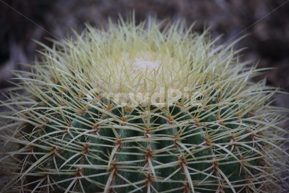 공선인장,선인장,식물,온실,cactus,식물,자연,plants,nature