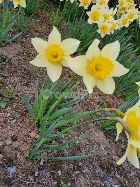 꽂,풀,꽃잎,식물,plant