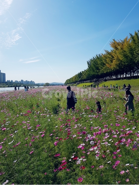 코스모스밭,봄꽃,cosmos,봄나들이,파란하늘,가로수길,산책,힐링