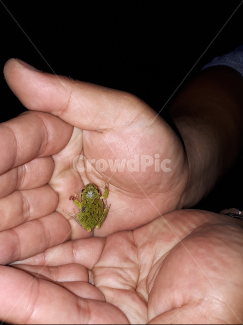 개구리,frog,finger,손가락,자연,파충류,양서류,reptile,amphibian