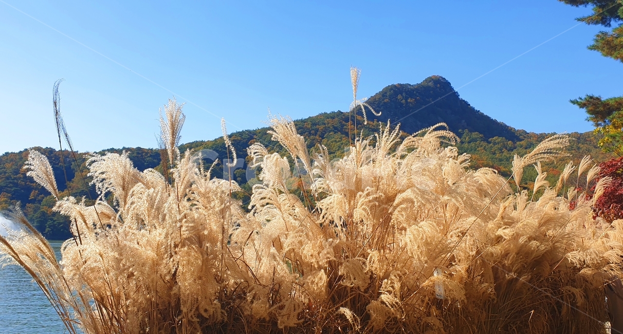 산정호수,호수,단풍,물가,호수단풍,낙엽,가을,계절,fall,autumn,season,plant,식물,grass,잔디