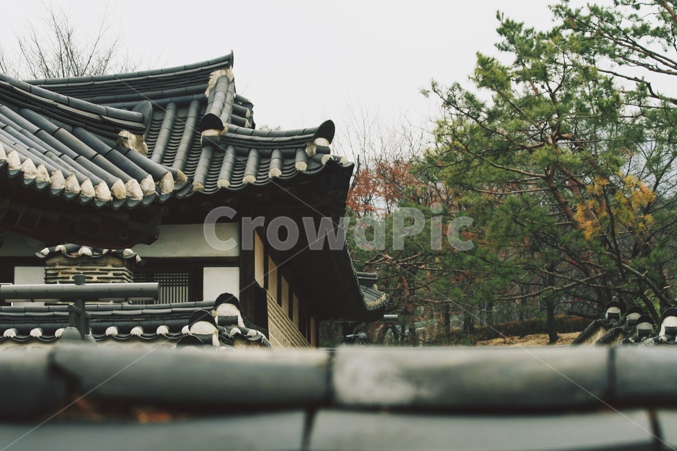 전통,한옥,기와,야외,소나무,한국전통,한국문화,korean traditional,korean culture